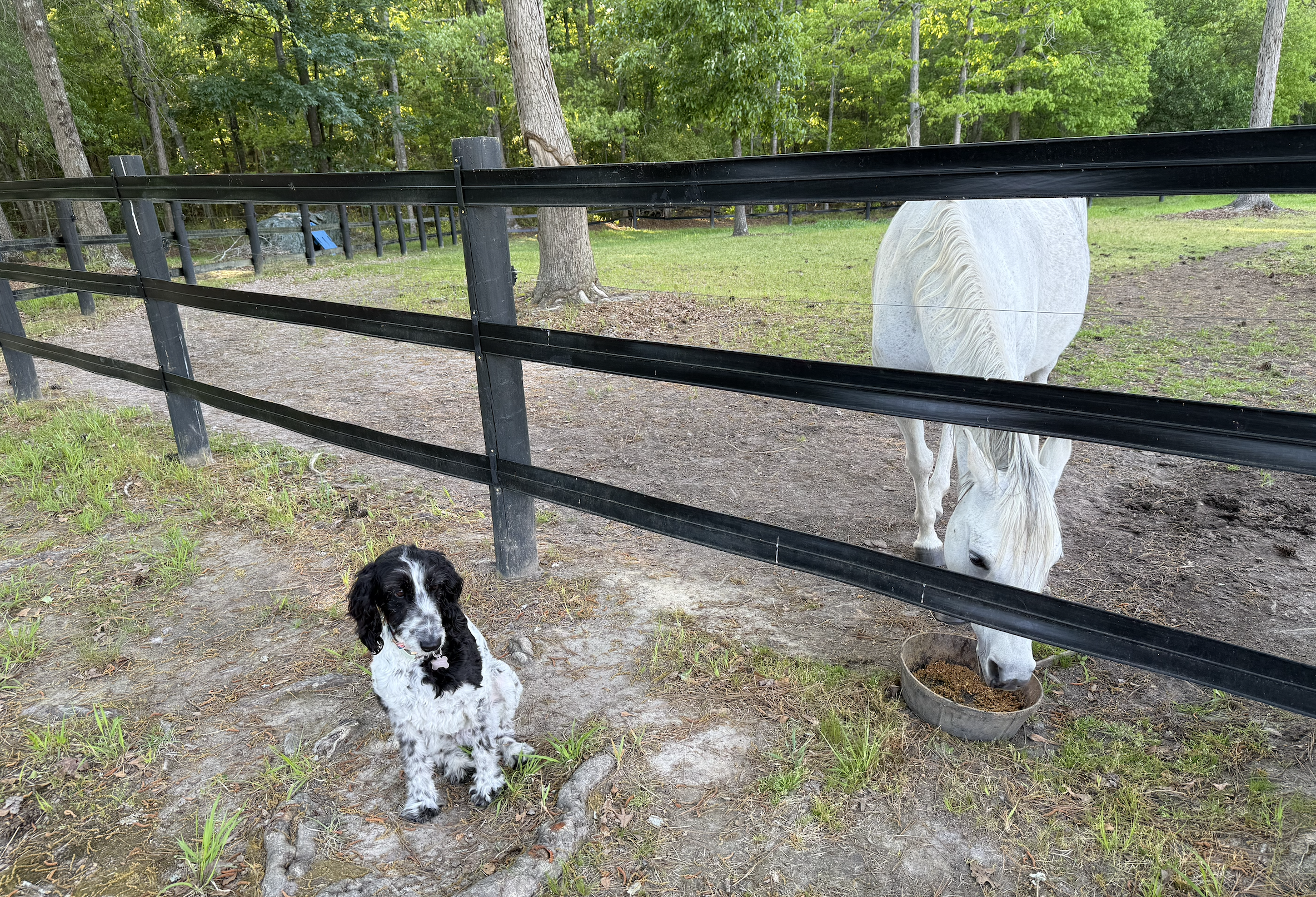 A black and white puppy sitting on the ground beside a white horse eating from a food bowl, with trees and a black wooden fence in the background.