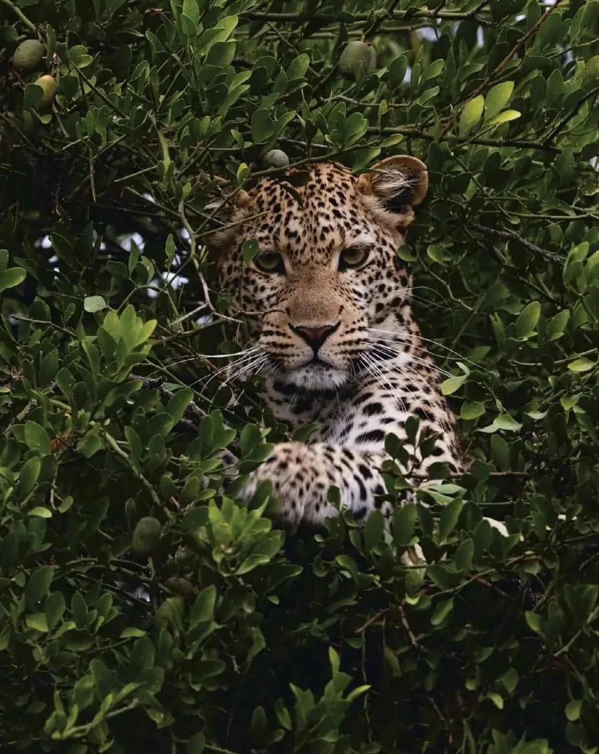 A leopard resting among green foliage, with its paw extended forward and looking directly at the camera.