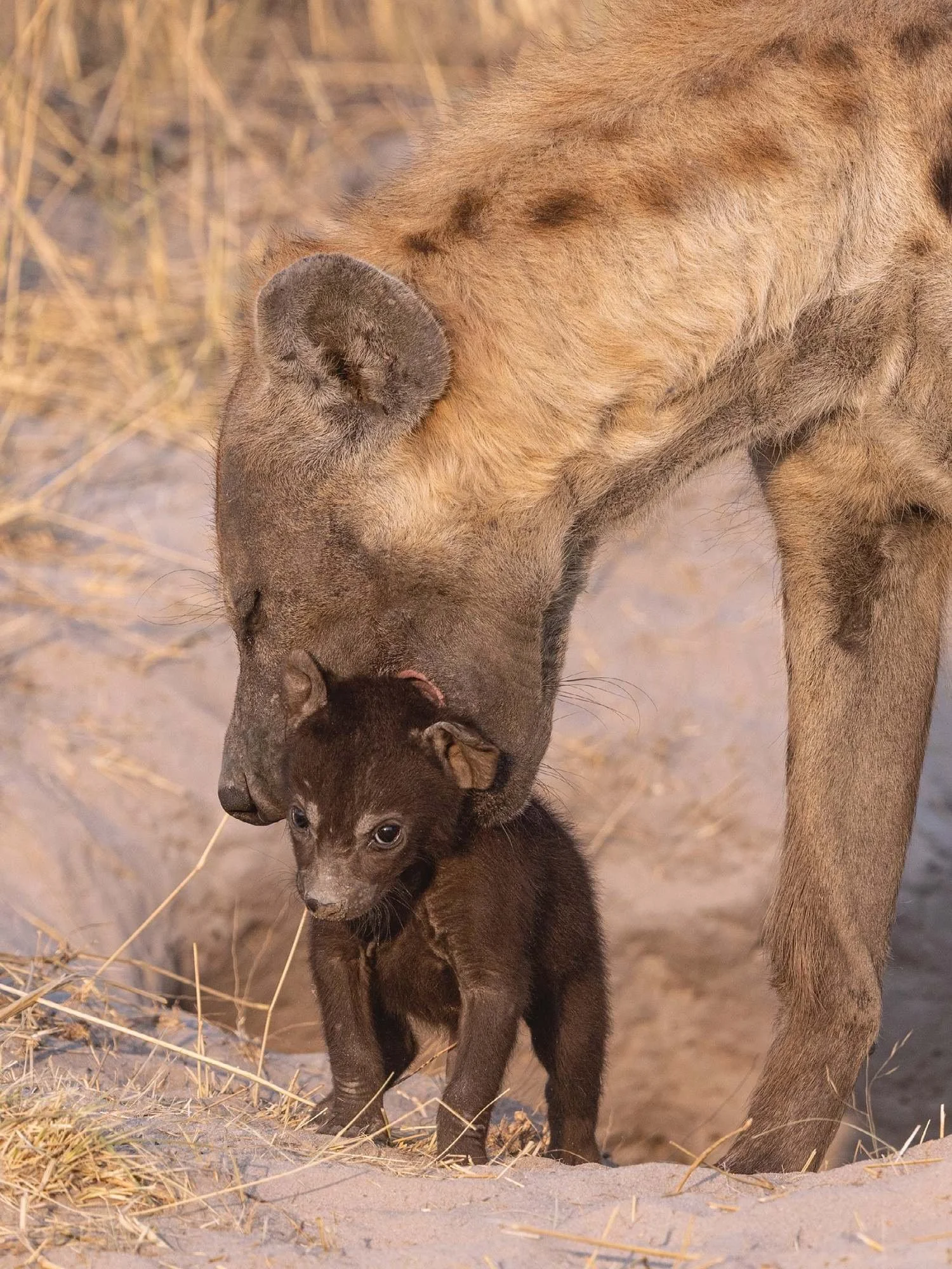 Spotted Hyena Mother and Cub