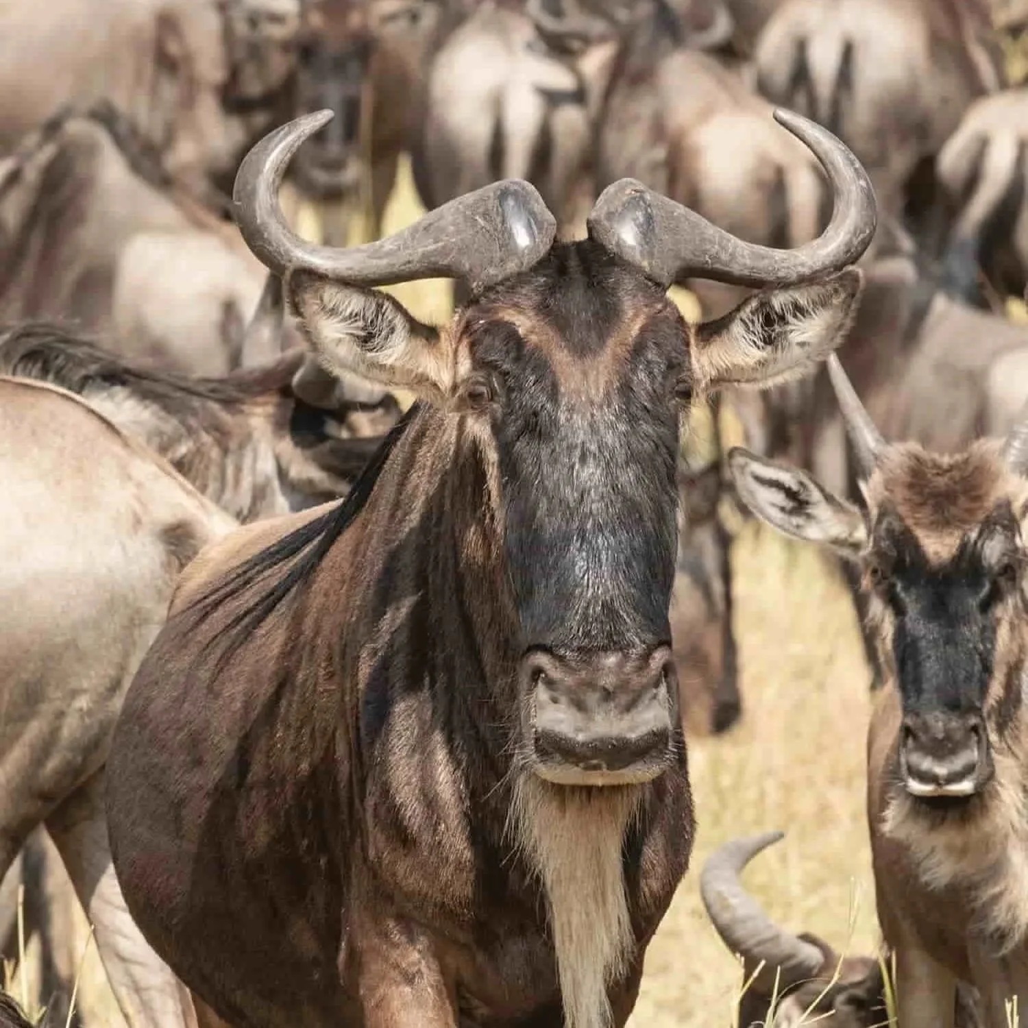 Close Up Wildebeest Portrait