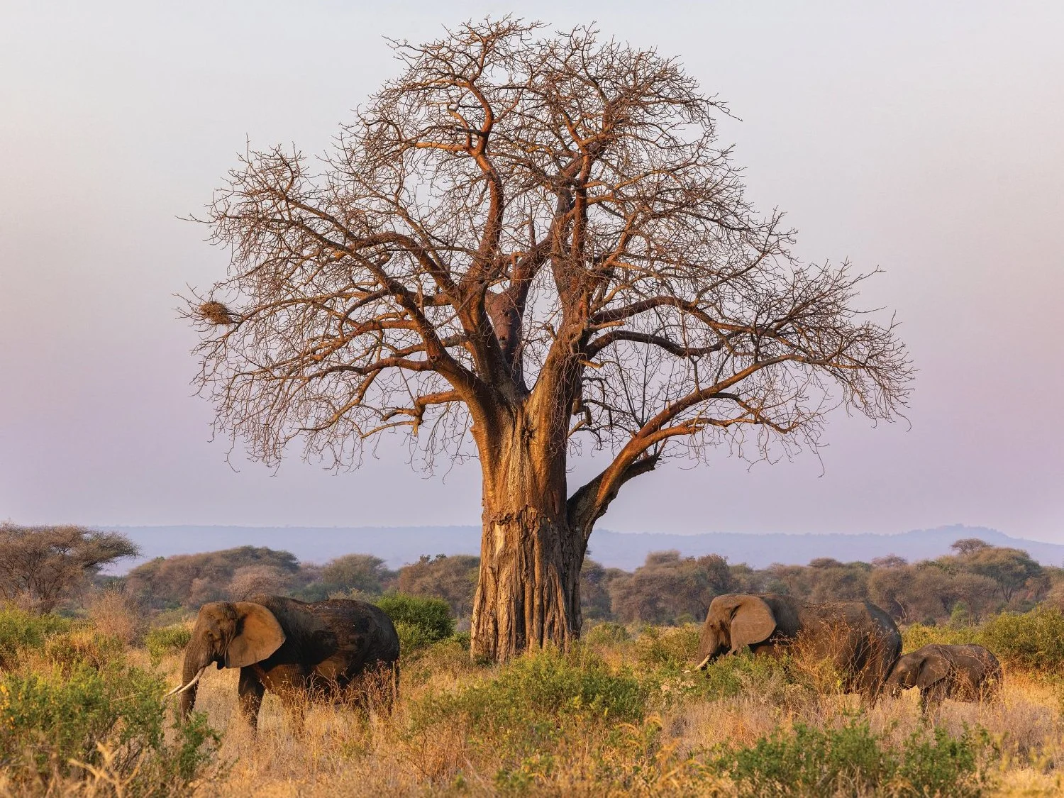 Elephants by a Baobab Tree