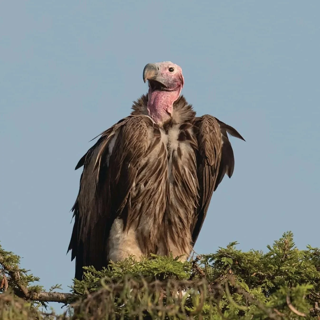 Lappet-Faced Vulture Perched in Tree
