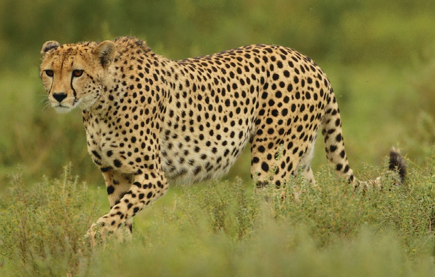Cheetah Walking in Savannah