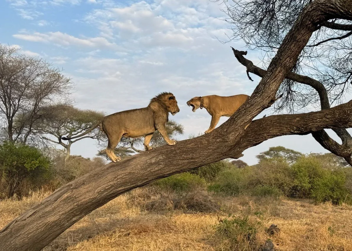 Lions courting in a tree