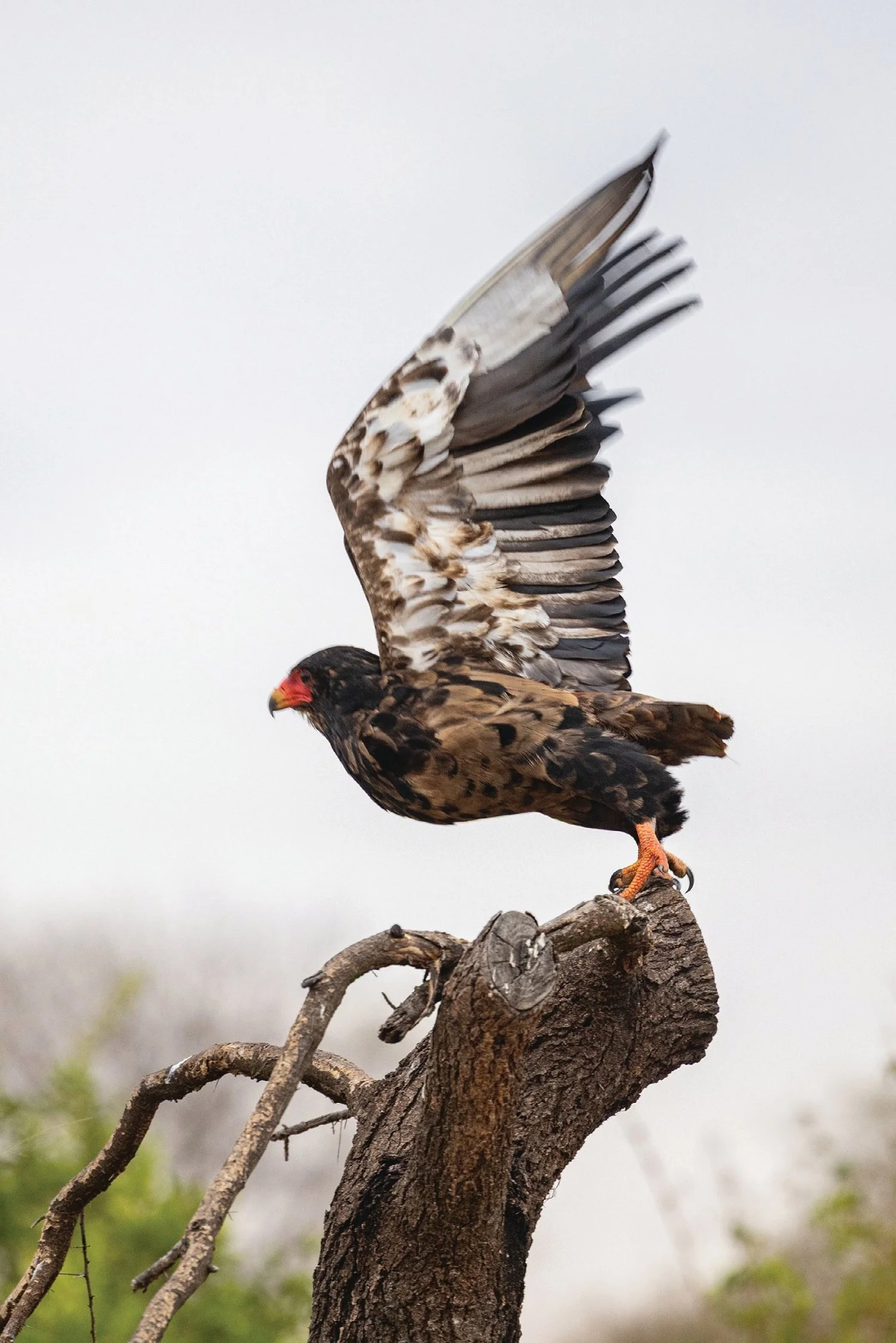 Bateleur Eagle Taking Flight
