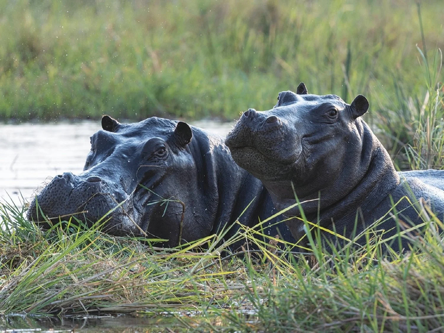 Hippopotamus Pair in Water