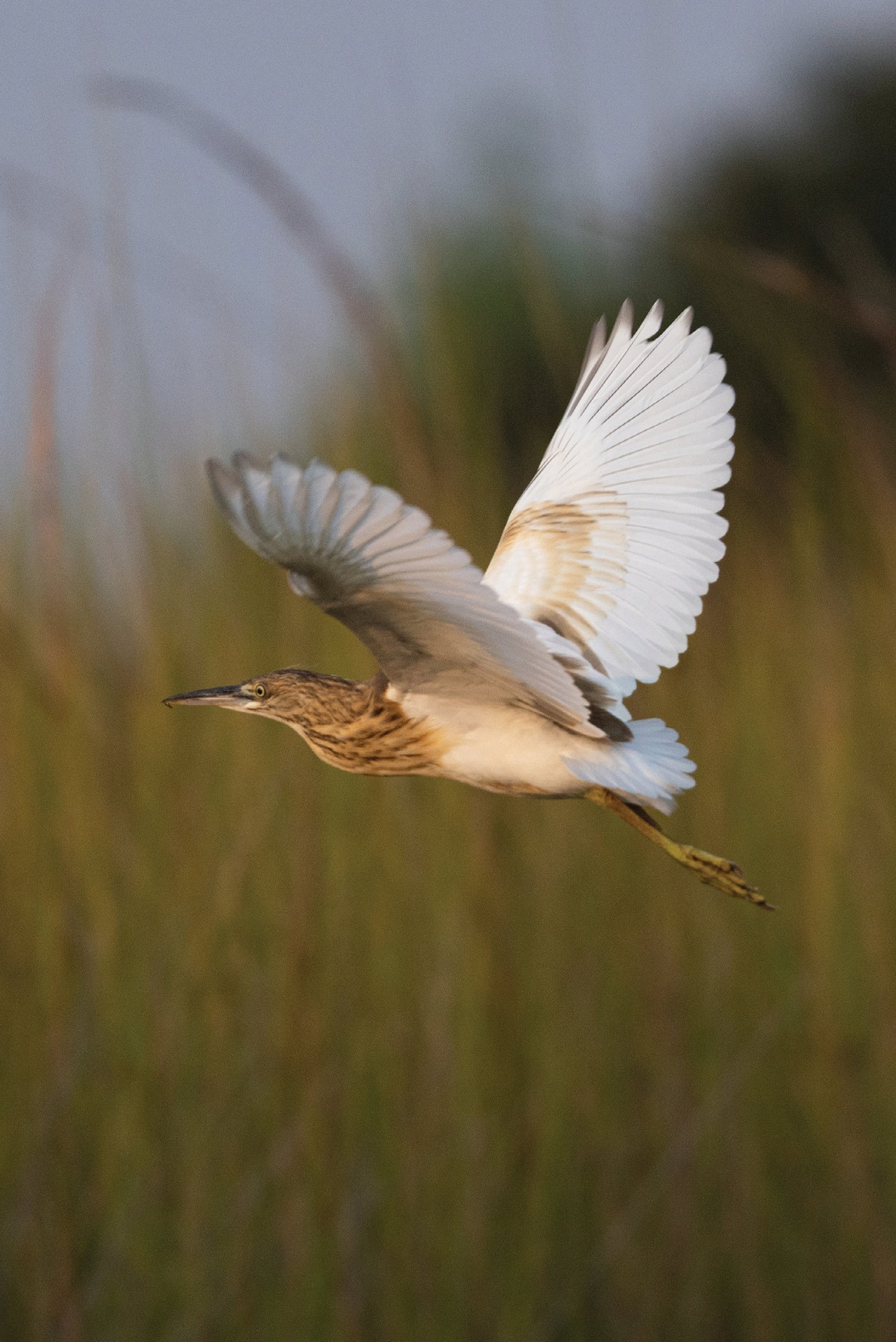 Squacco Heron in Flight