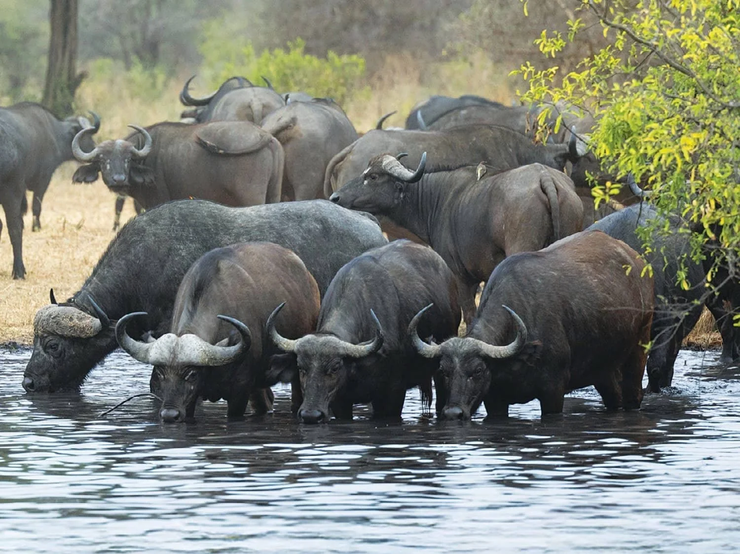 Cape Buffalo Herd Drinking