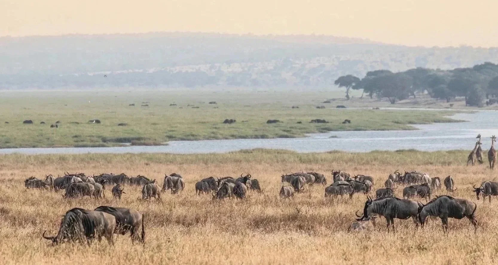 Wildebeest Herd Landscape