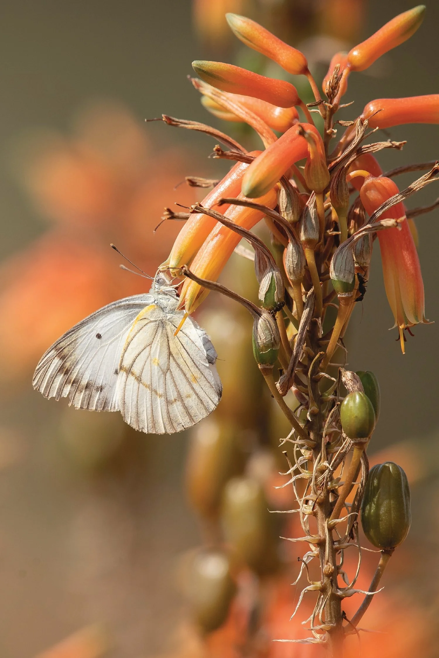 Pioneer Caper White Butterfly