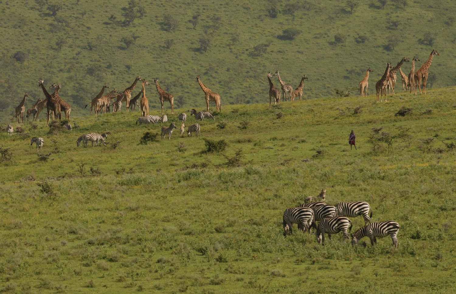 Maasai Mara Wildlife Landscape
