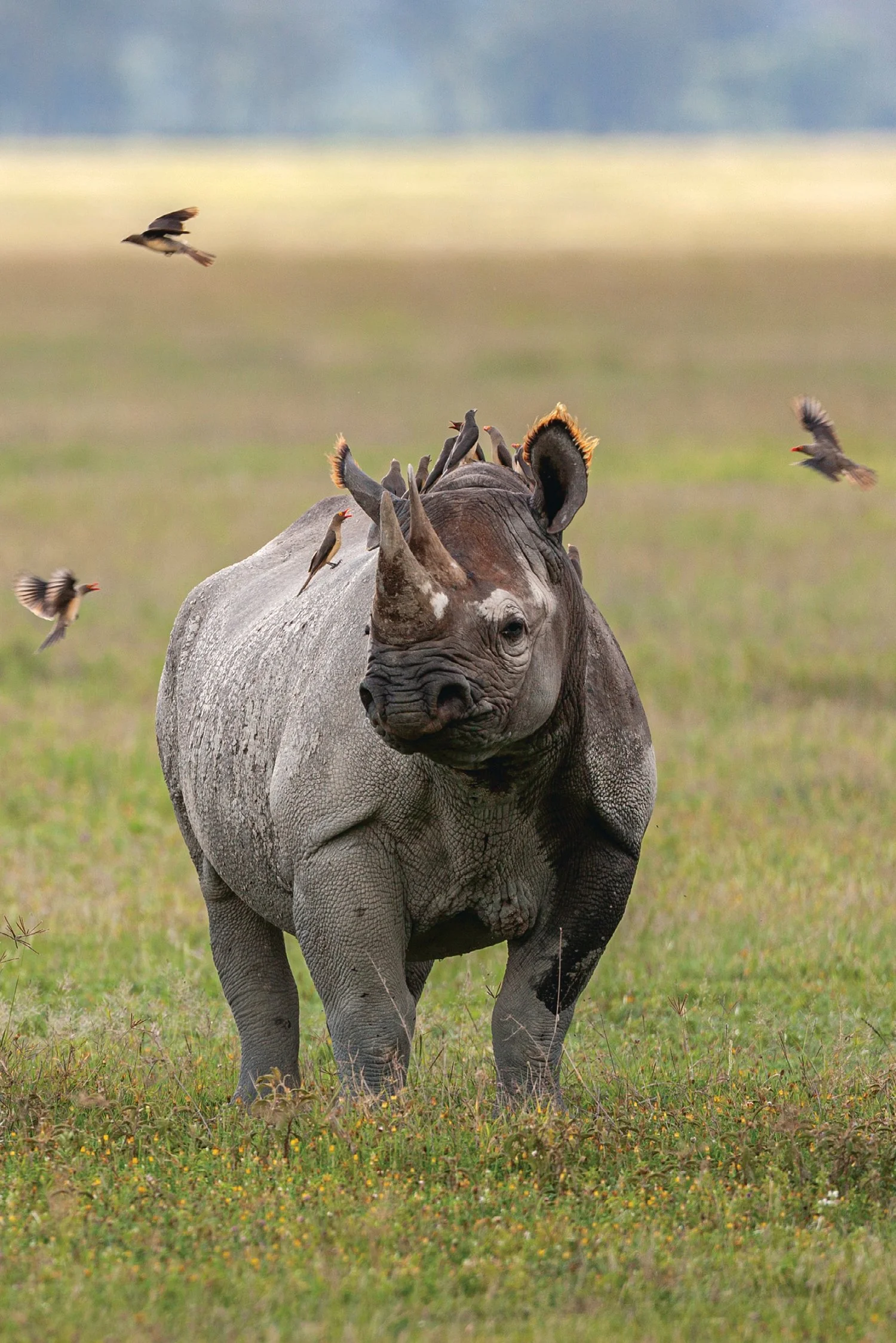 Black Rhinoceros with Oxpeckers