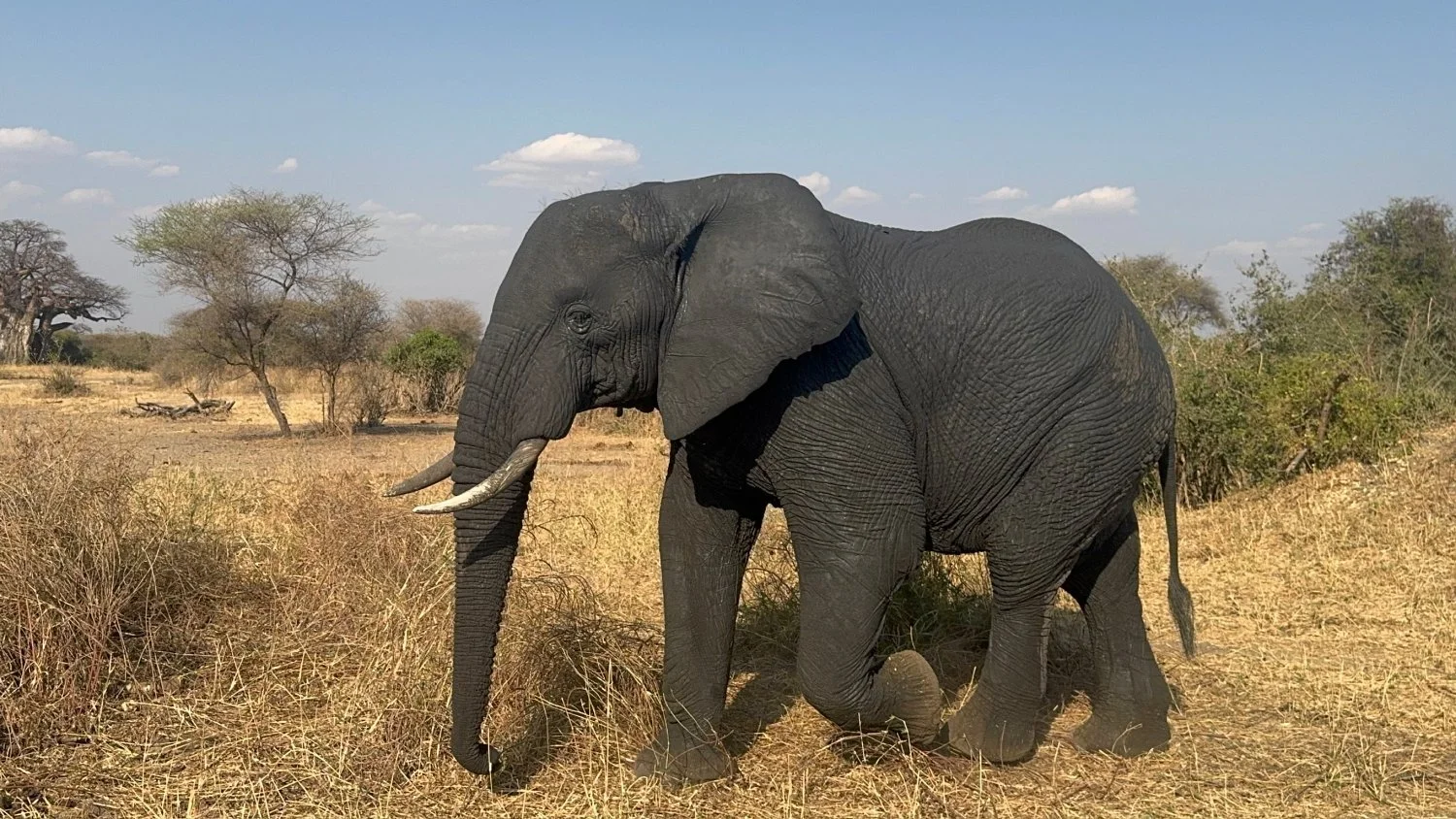 African Elephant Walking on Safari