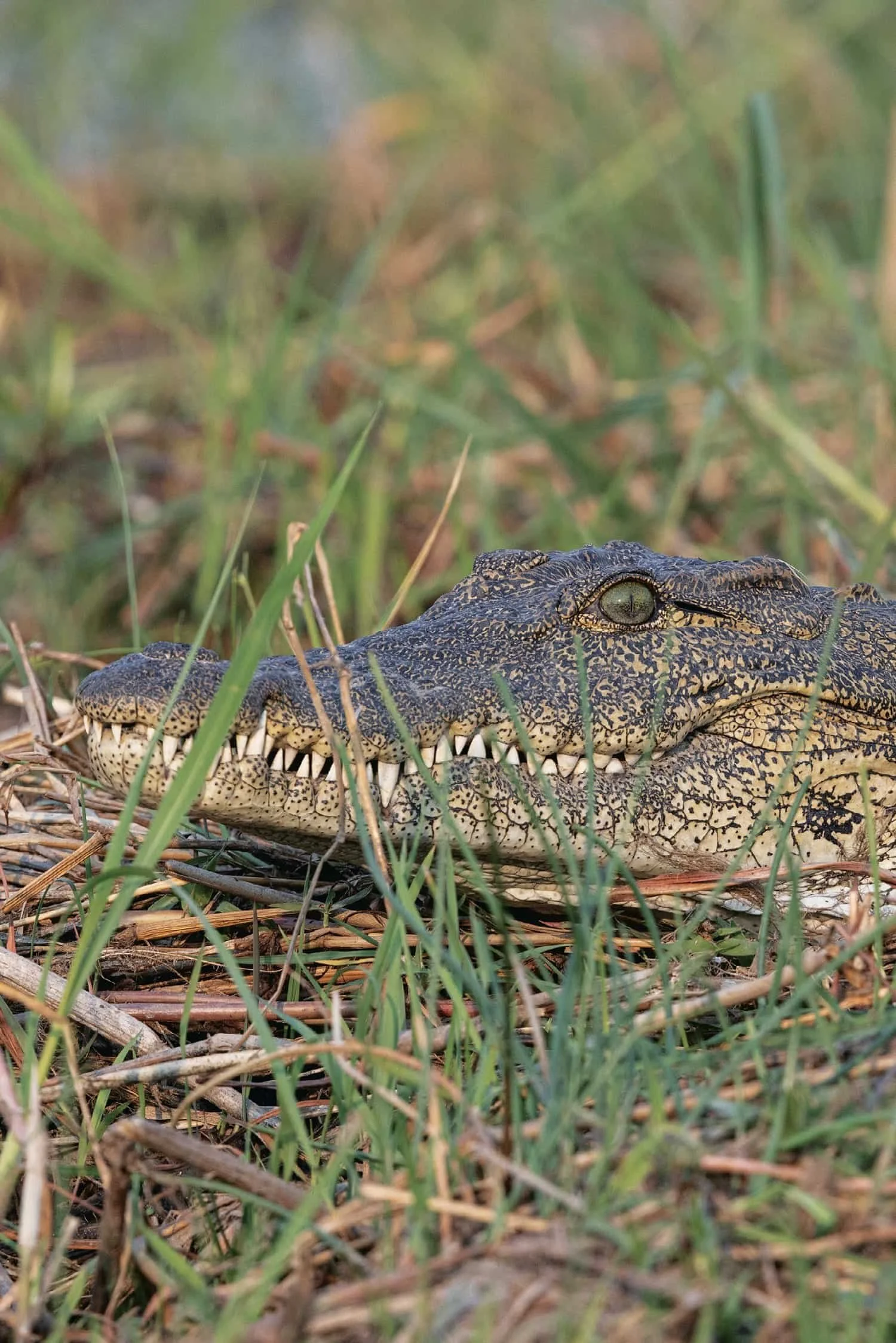 Nile Crocodile in Long Grass