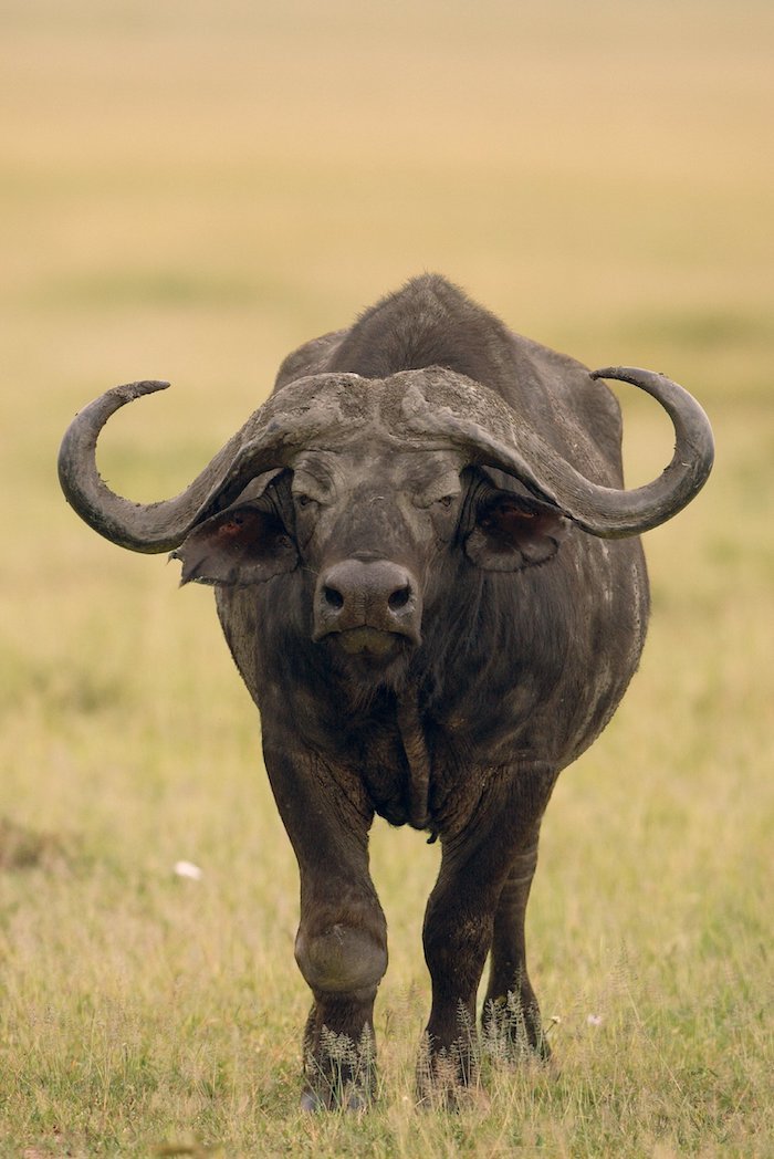 Cape Buffalo Portrait