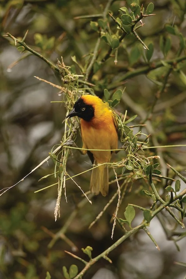 Masked Weaver Bird Building Nest
