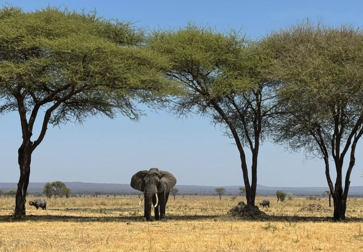 African Elephant in the Savannah