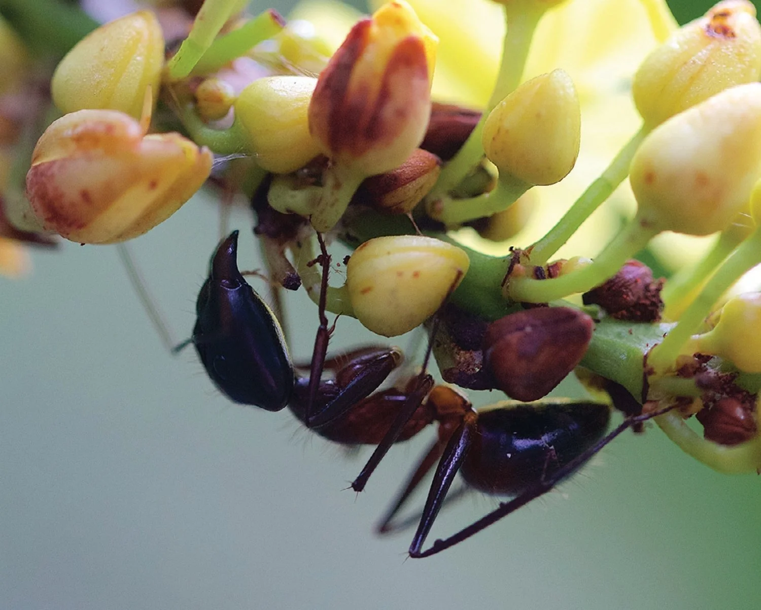 Camponotus Ant Macro Photography