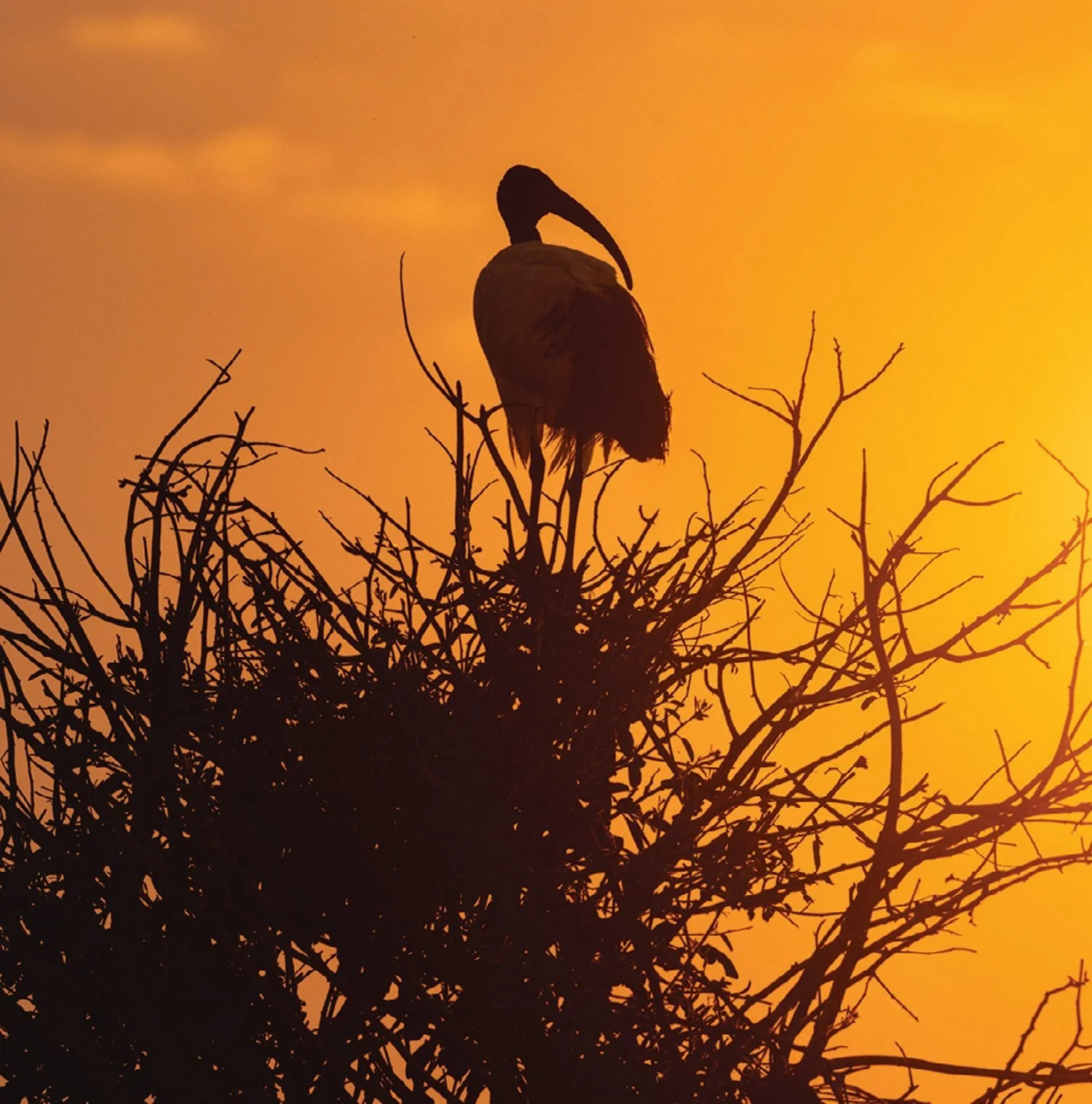 Sacred Ibis Sunset Silhouette