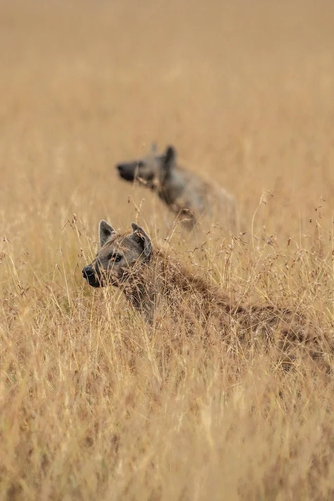 Spotted Hyenas in Tall Grass