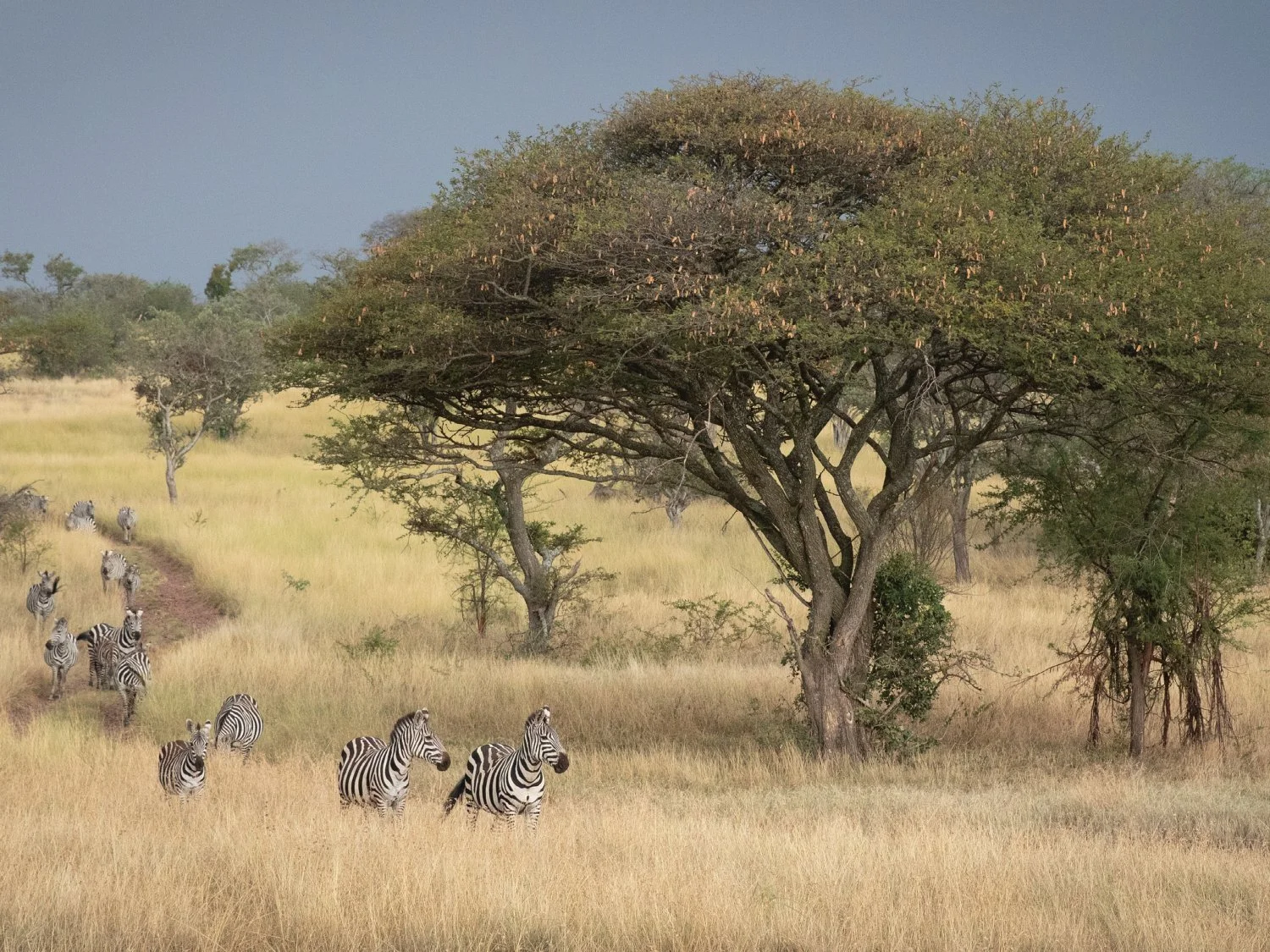Zebra Herd in Savannah Landscape