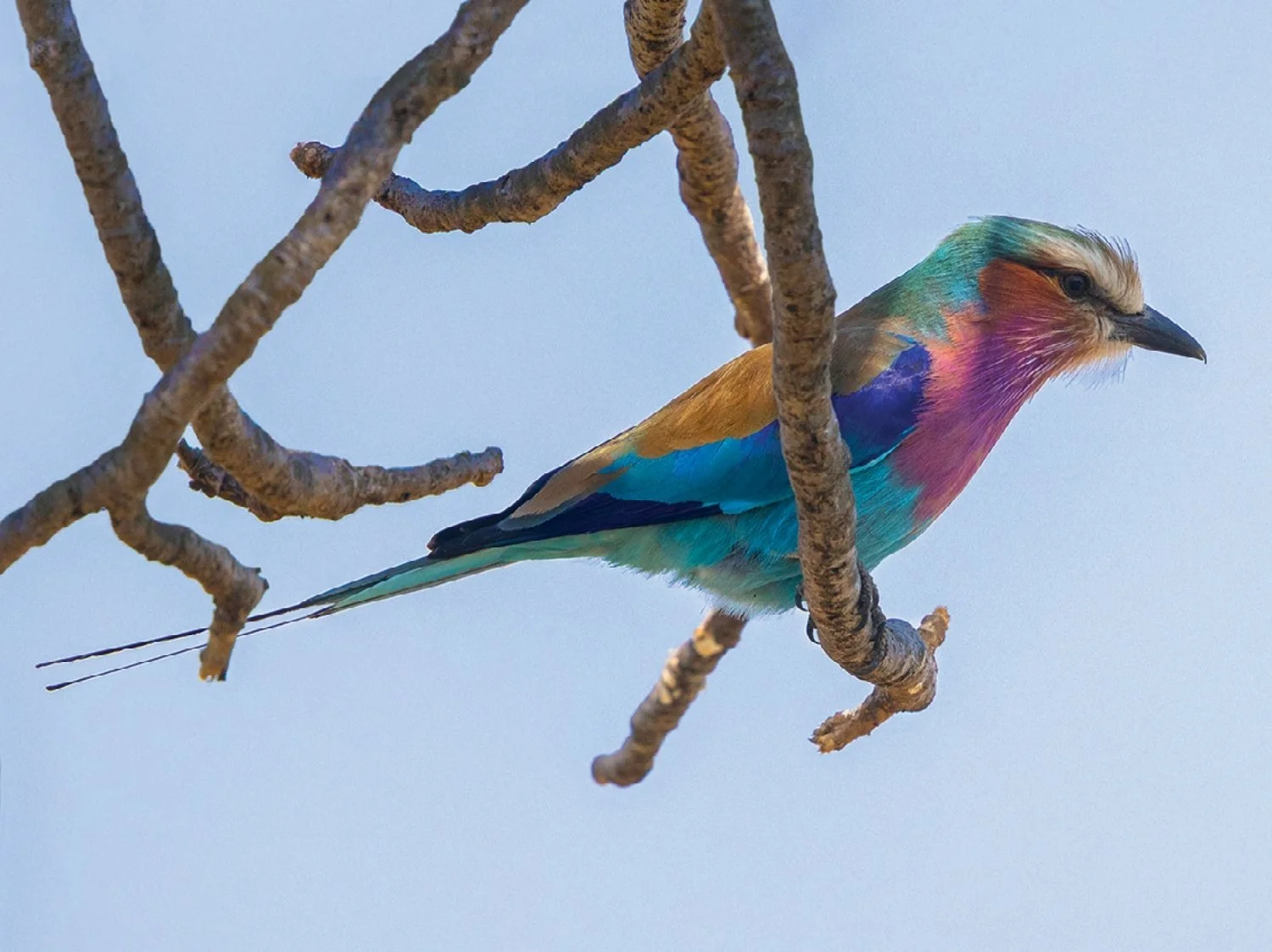 Lilac-Breasted Roller Perched on Branch