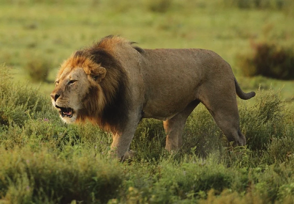 Male Lion Walking in Savannah