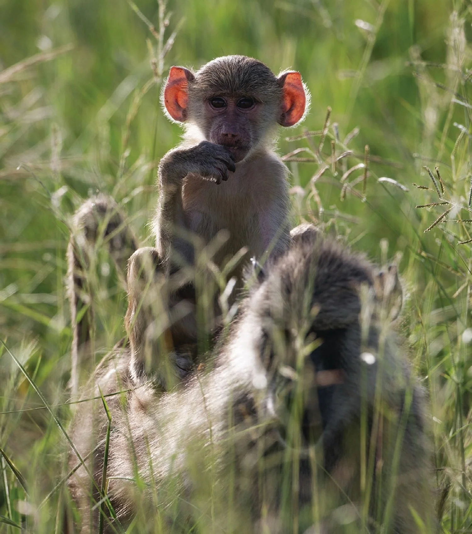 Baby Baboon Riding Mother