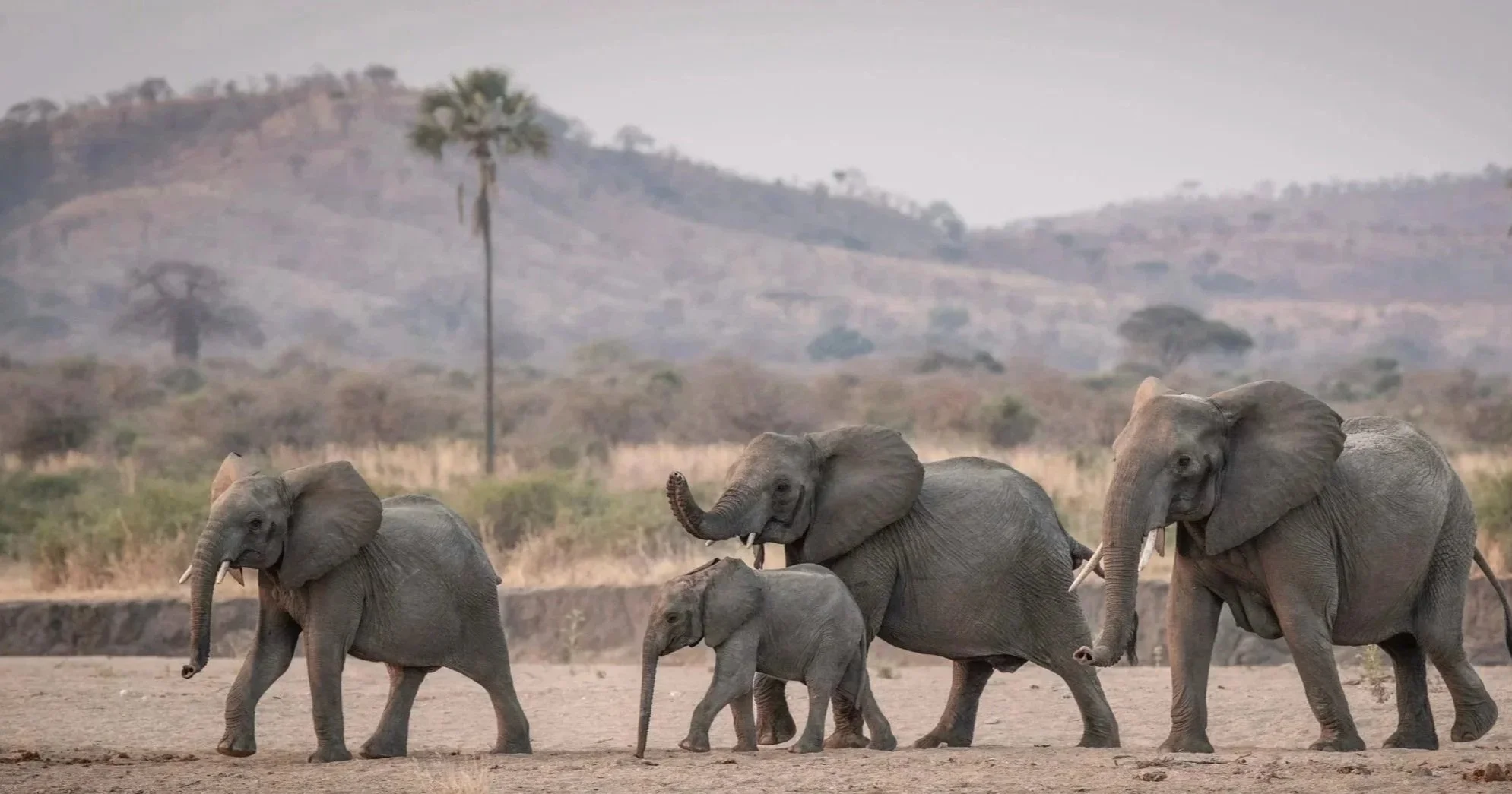 African Elephant Herd with Calf