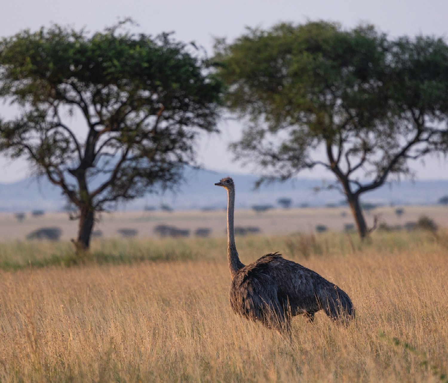 Common Ostrich in African Savannah