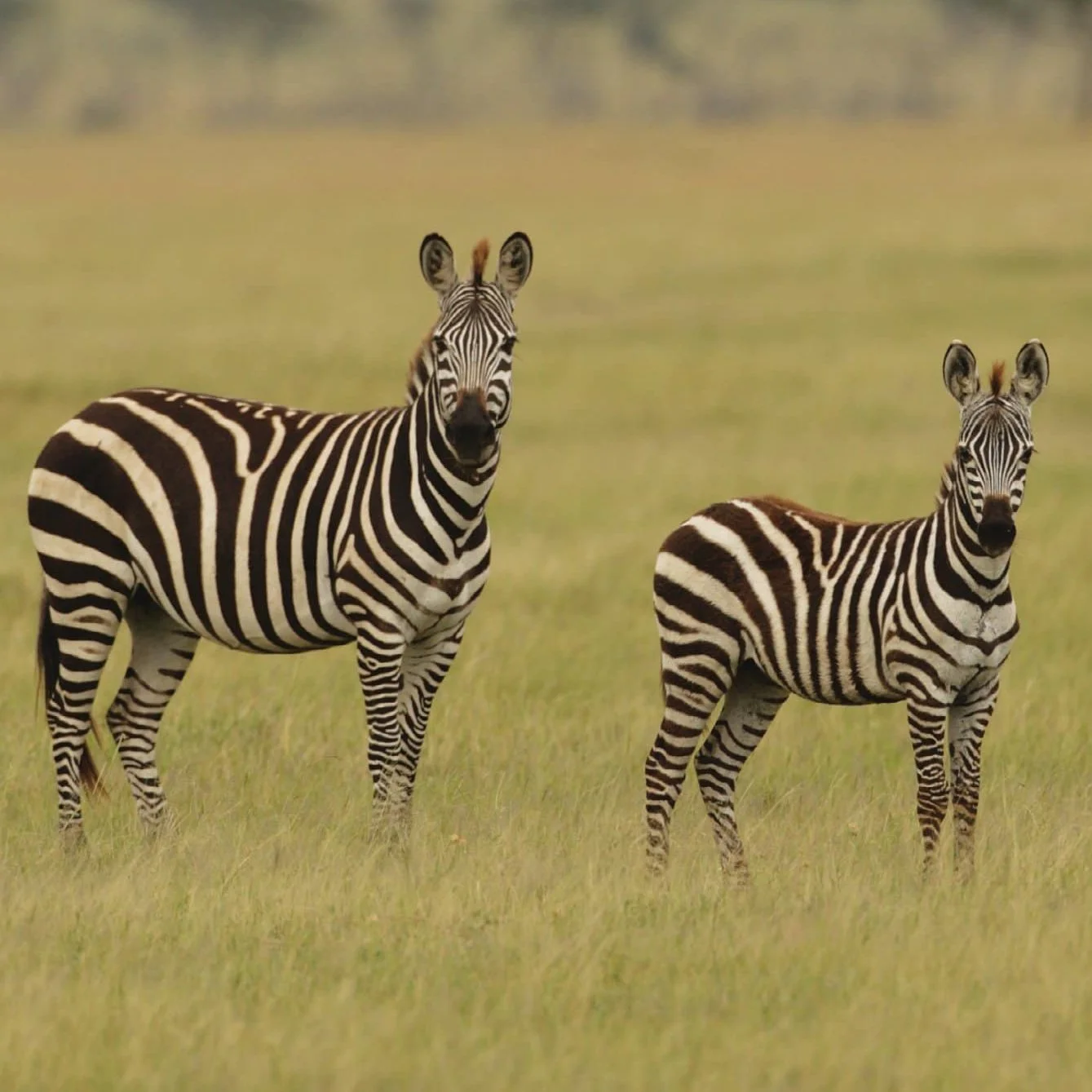 Plains Zebras in Grassy Savannah