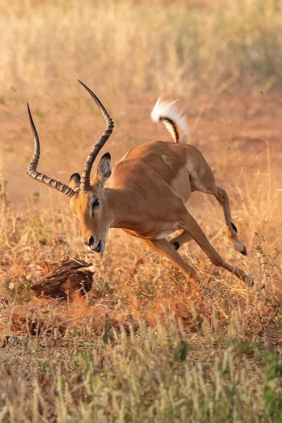 Impala Leaping on Safari
