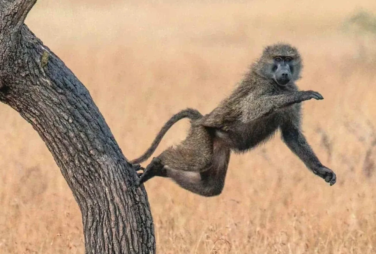 Baboon Jumping From Tree