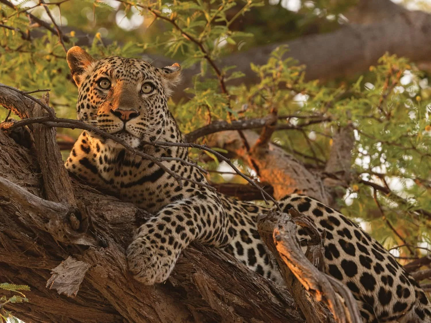 Leopard Resting in a Tree