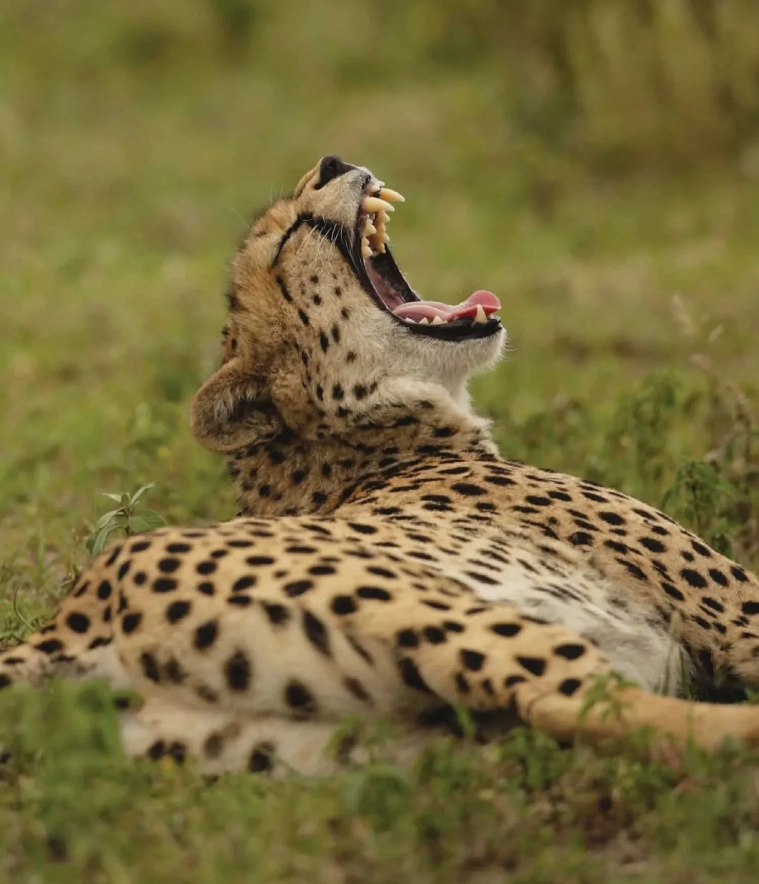 A wild cheetah resting in green grass and yawning with its mouth wide open, showing its sharp teeth.
