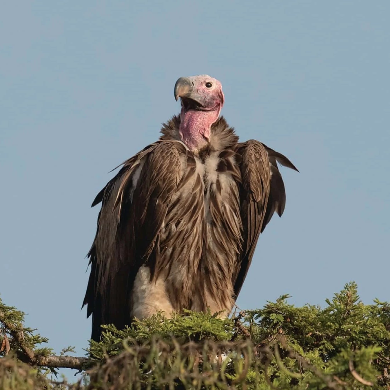 African vulture portrait