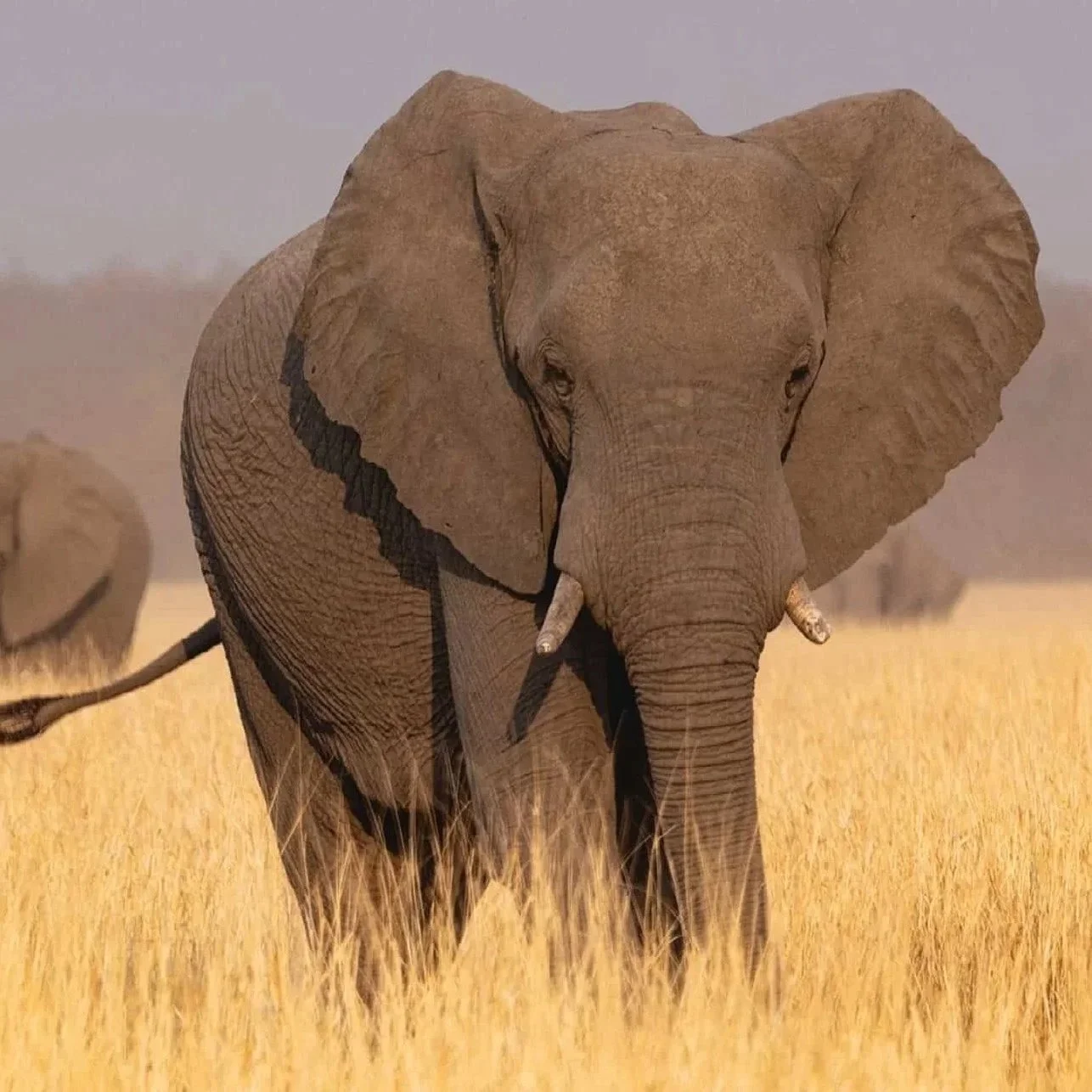 elephant in the savannah