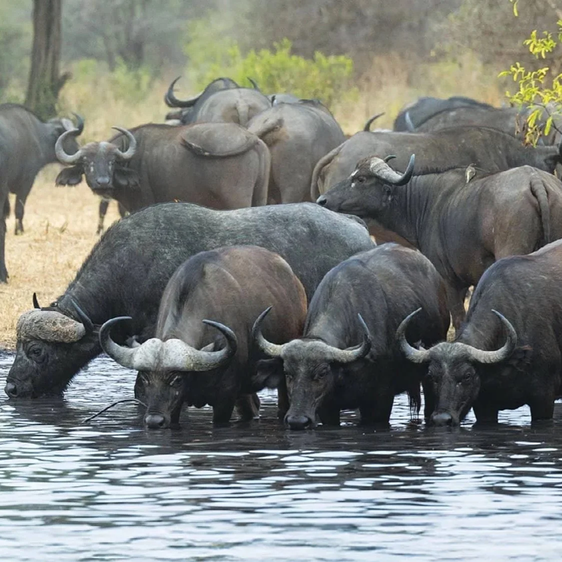 cape buffalo at the watering hole