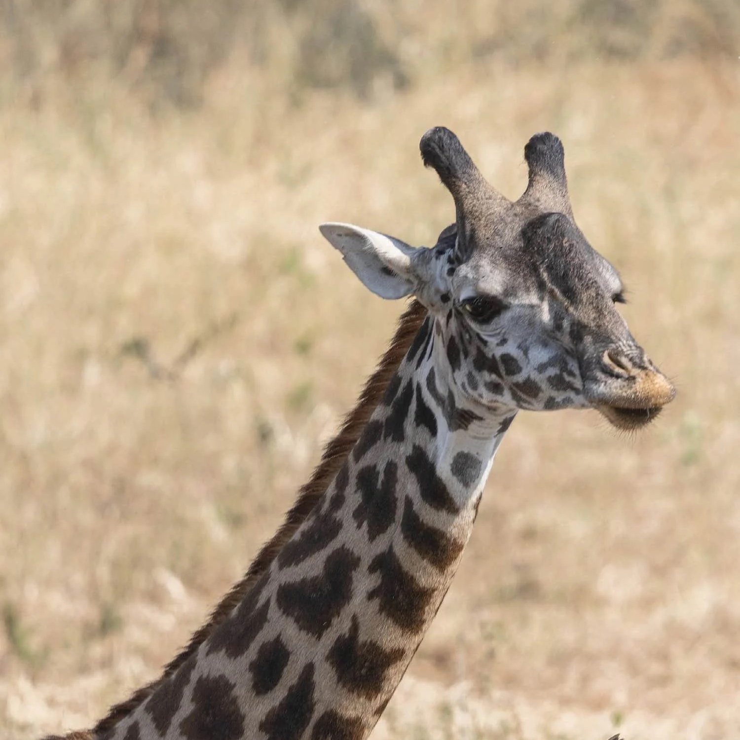giraffe closeup