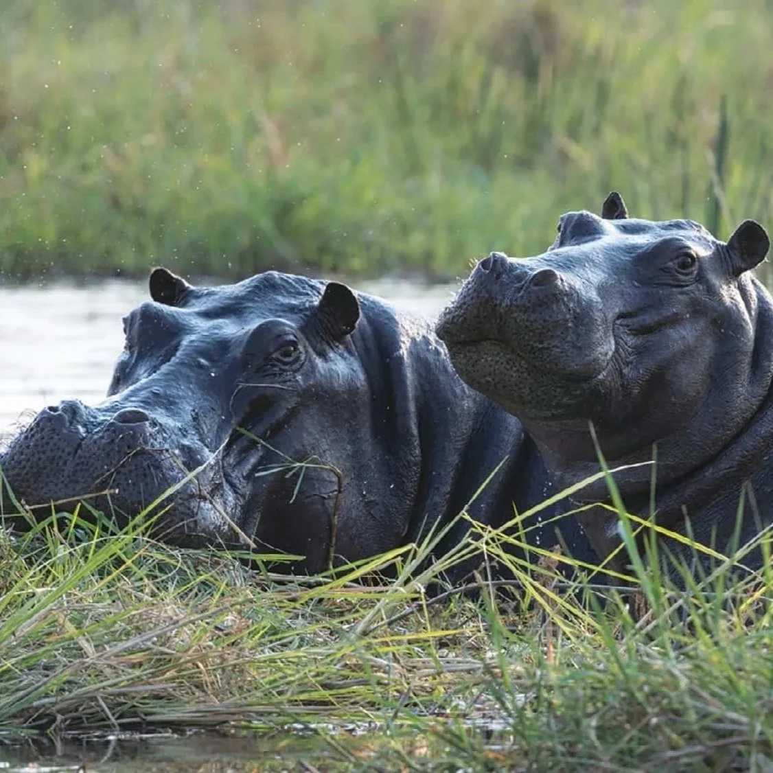hippopotami resting