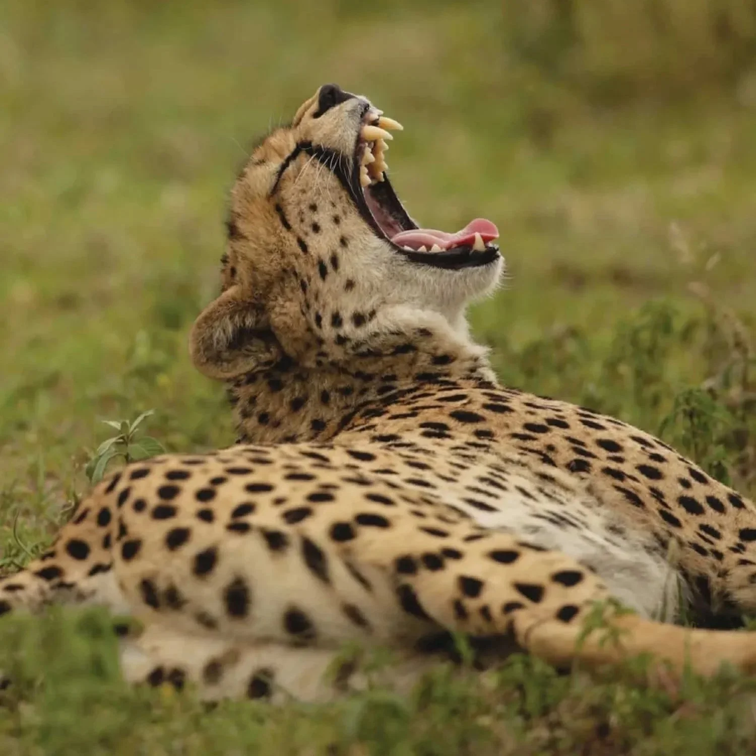 leopard yawns in the grass