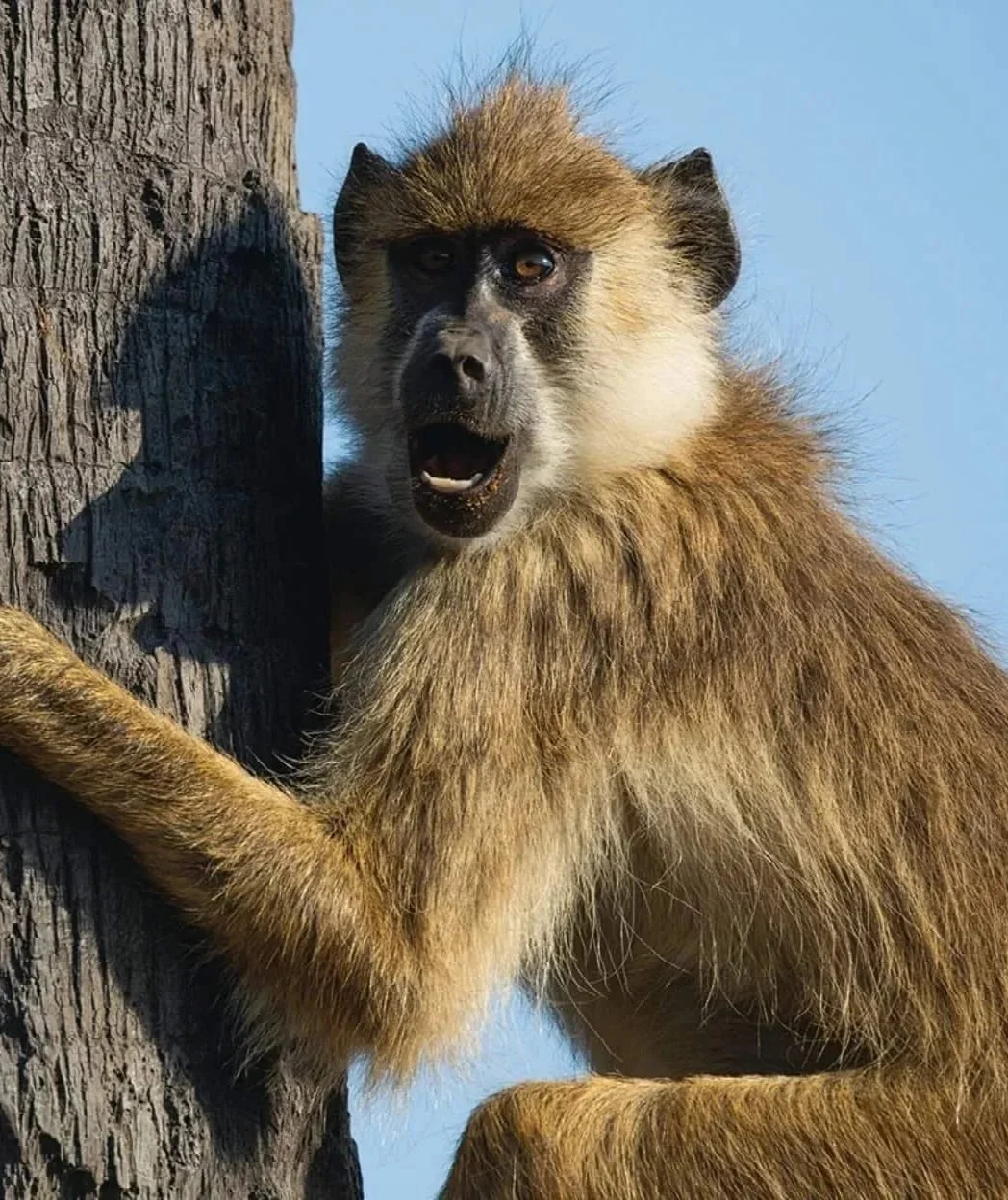 A baboon with a lion-like mane appears to be roaring.