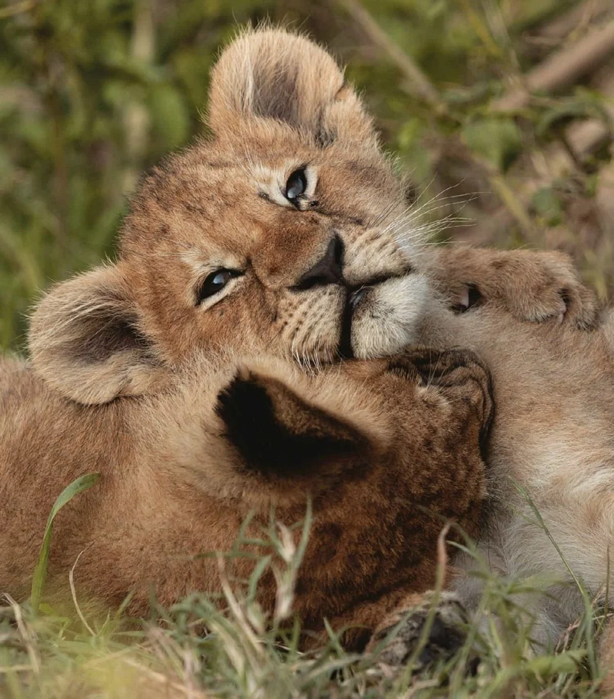 Two lion cubs playing and cuddling on grass, one with its paw on the other's face, in a natural setting.