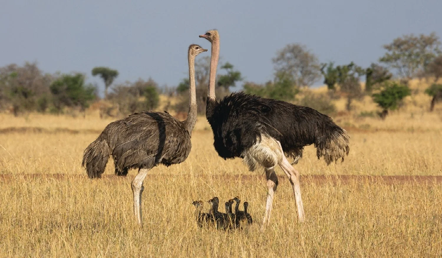 Two adult ostriches standing over their offspring in a grassy plain with three chicks at their feet, against a background of sparse trees and a blue sky.