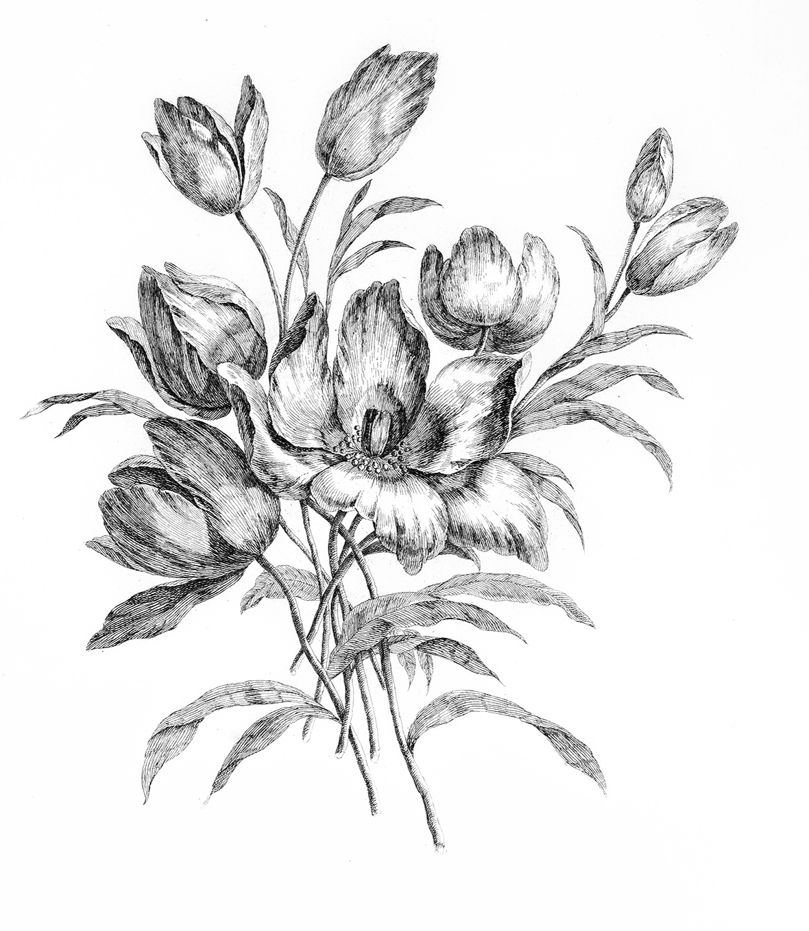 A detailed pencil sketch illustration of a bunch of blooming and budding flowers with detailed leaves.