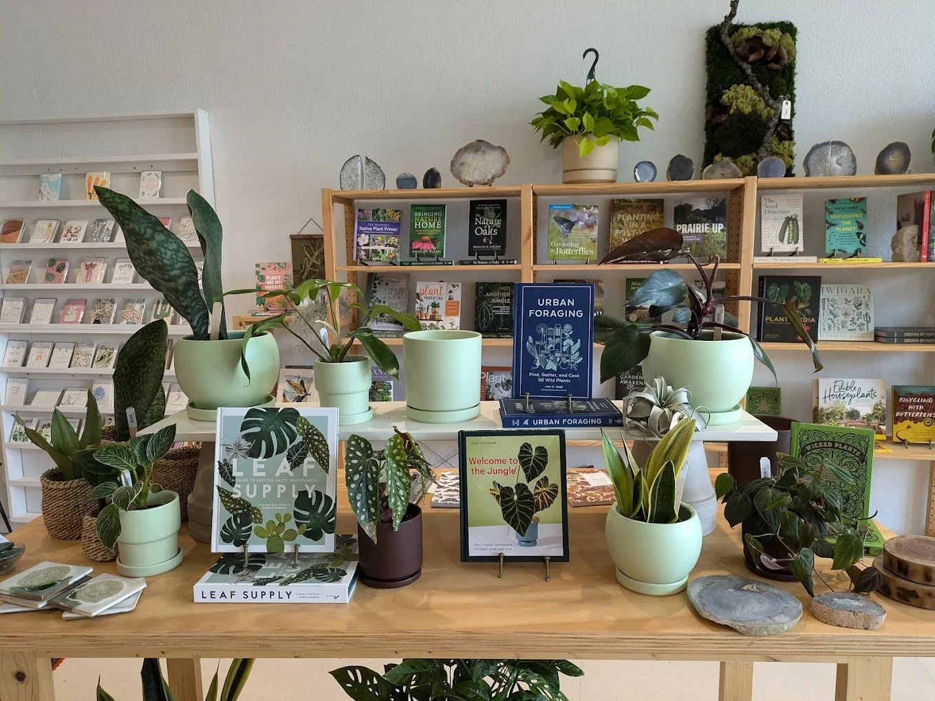 Display of various potted indoor plants on a wooden table, with books about plants and nature in the background.