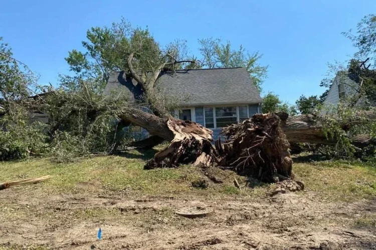 A large fallen tree uprooted in front of a house, with branches spread out on the lawn.