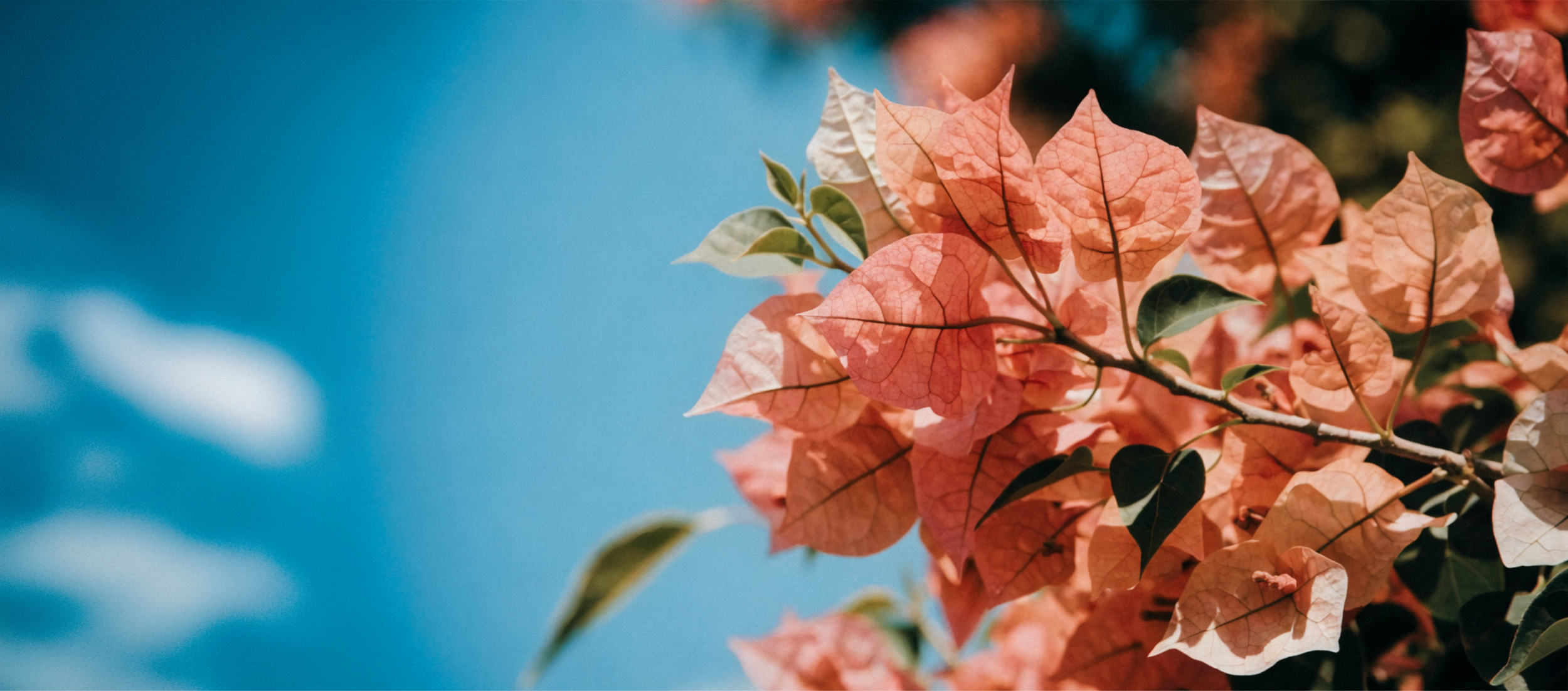 35mm-inspired--vintage-image-of-a-coral-bougainvil.png