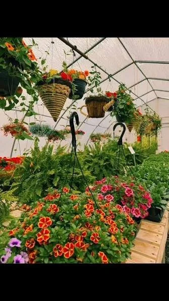 hanging basket.jpg