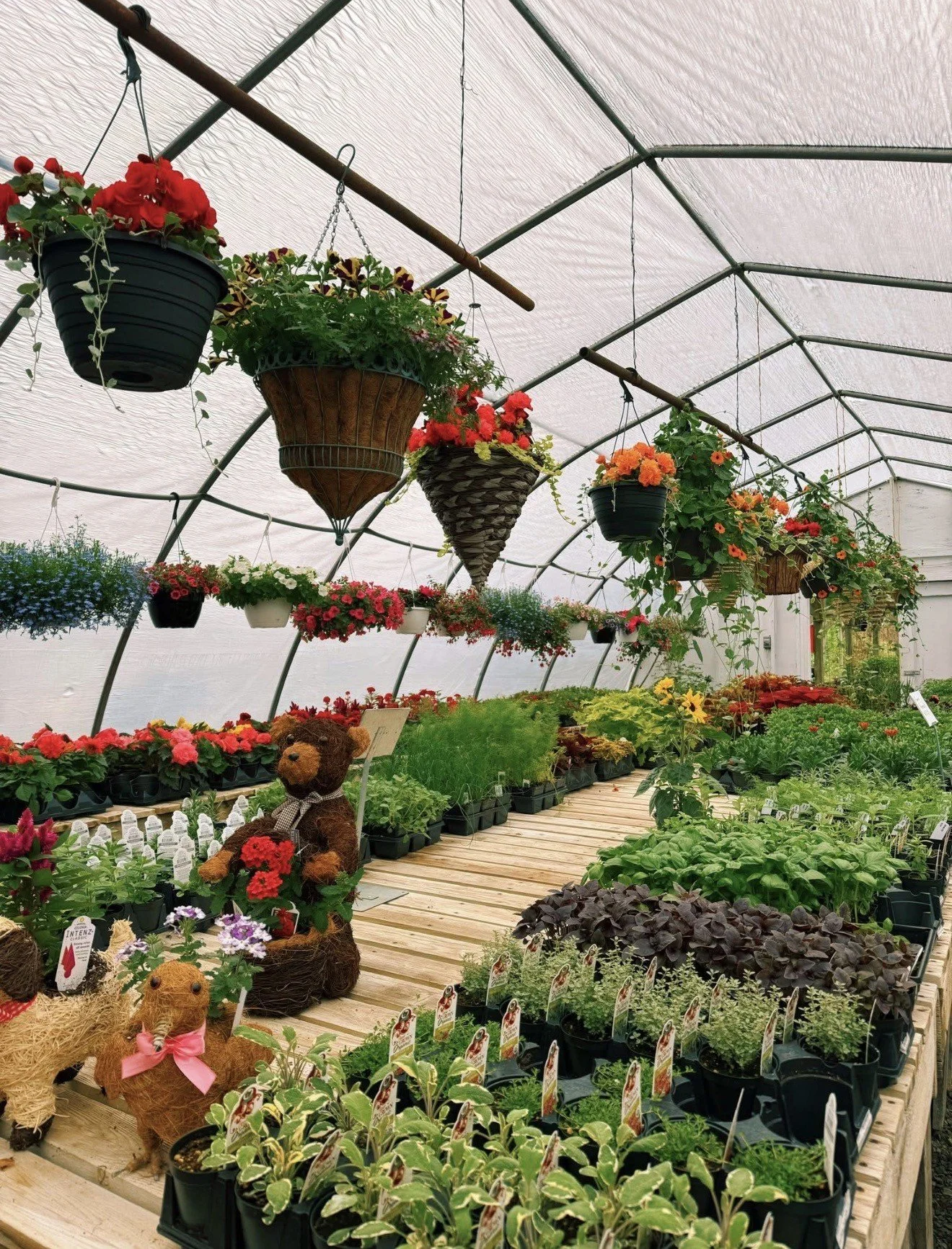 🌸 Premium Perennials & Annuals